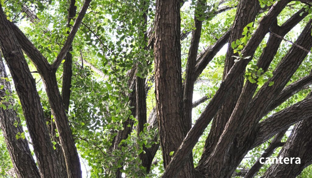 樹齢数百年とされる田無神社の大イチョウは、長い時を経てもなお力強く立ち続けています。 他と比べるのではなく、自分の根をしっかりと張り、空へと枝を広げる姿は「自分らしくあること」の象徴のようです。自然とつながることで心が整い、また新しい夢へ向かう力を授けてくれる存在です。